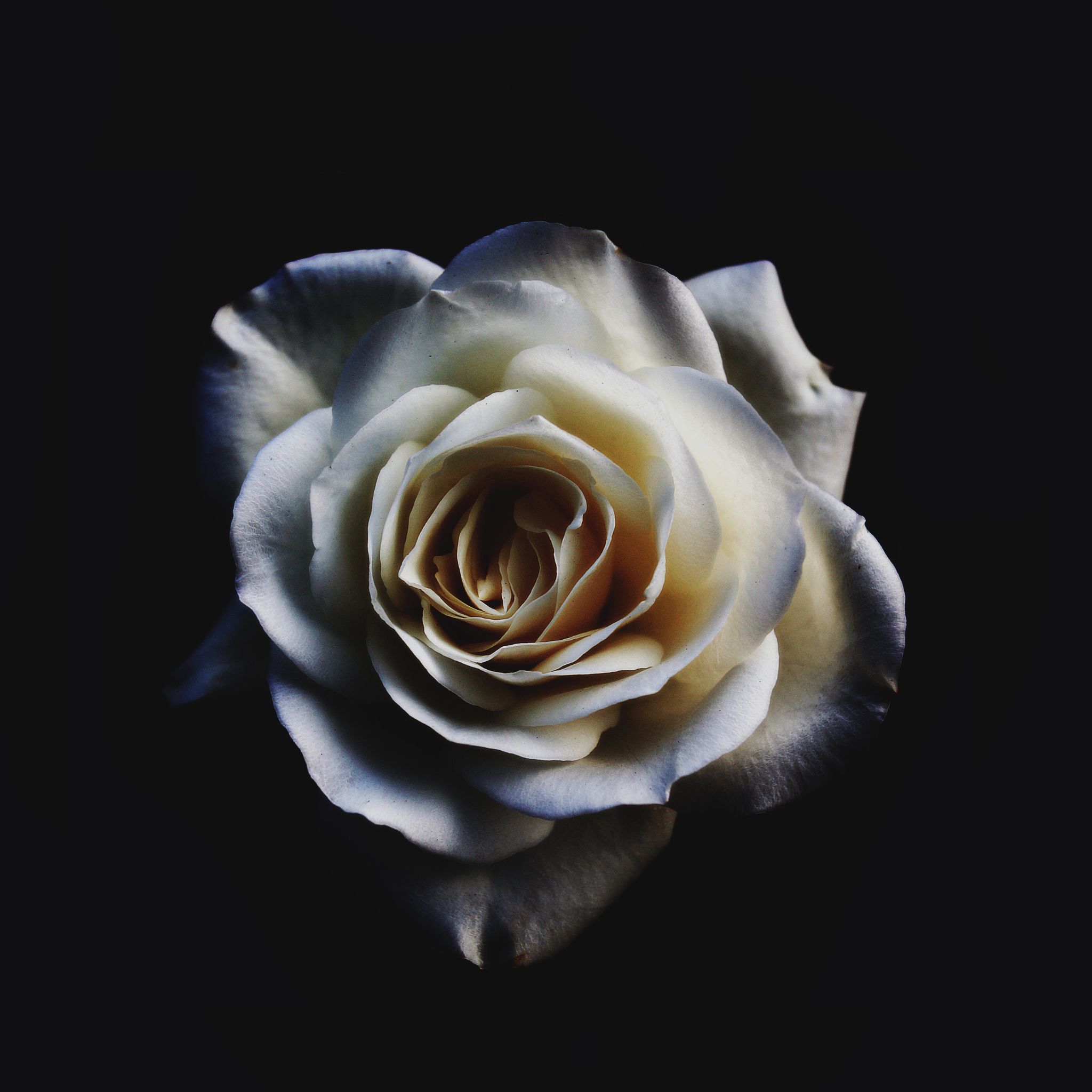 Everything is coming up roses: An odyssey with the queen of flowers.