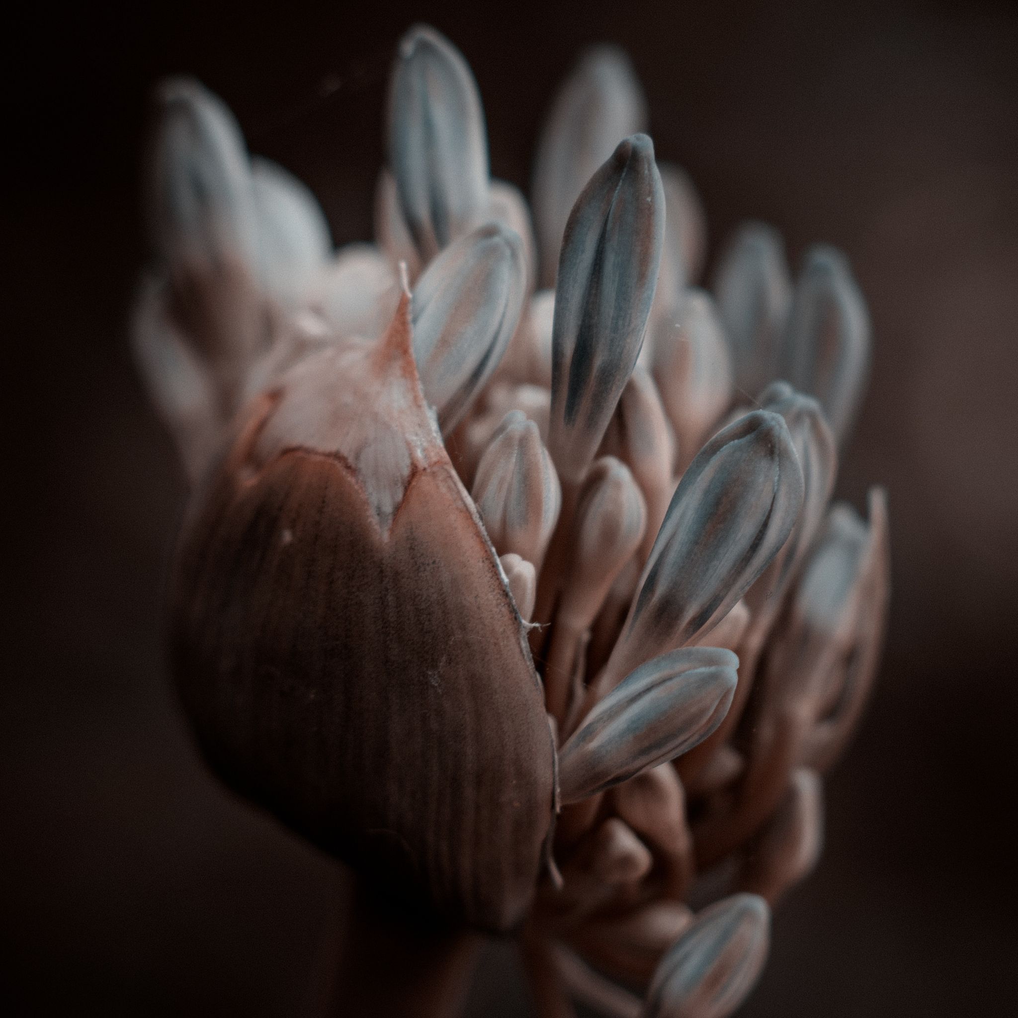 From Taboo to Trend: How 6 Modern Perfumes Tamed Tuberose’s Dangerous Allure